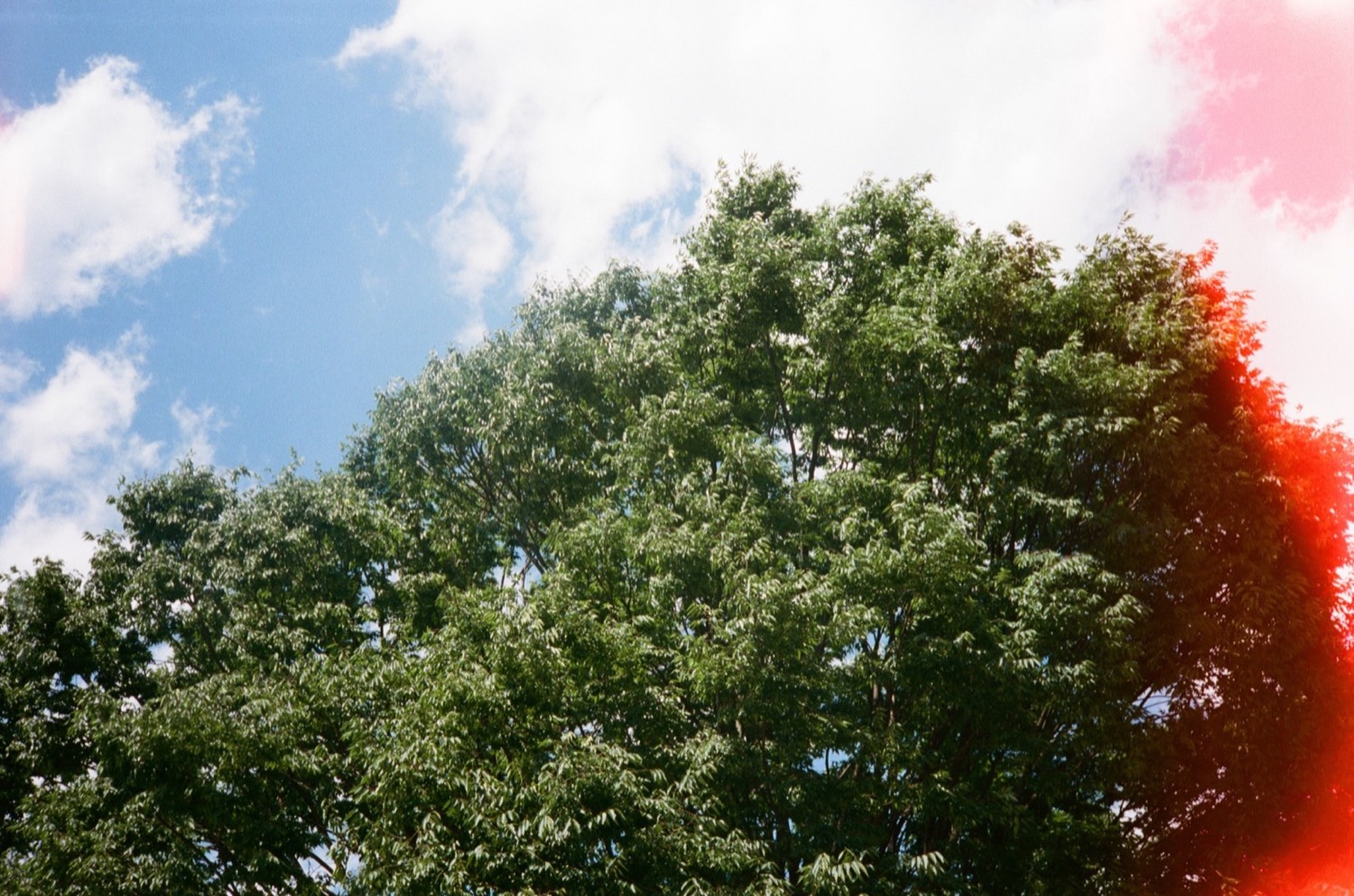 Tree canopy photographed on analog film